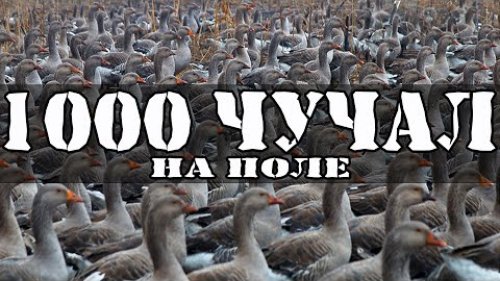 Охота на гуся/Тысяча чучел/ Реакция гусеи?