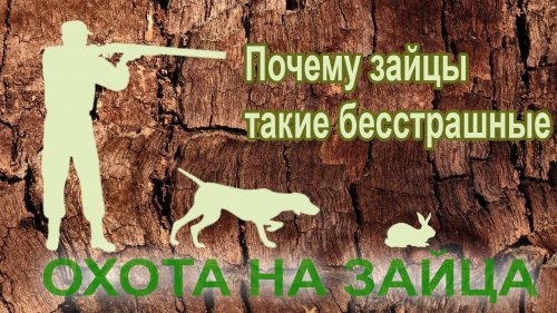 Охота на зайца 2022. НЕОБЫЧНОЕ ПОВЕДЕНИЕ ЗАЙЦЕВ И СОБАК