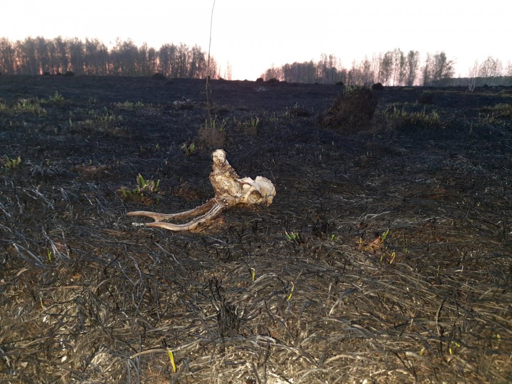 Весной в полях