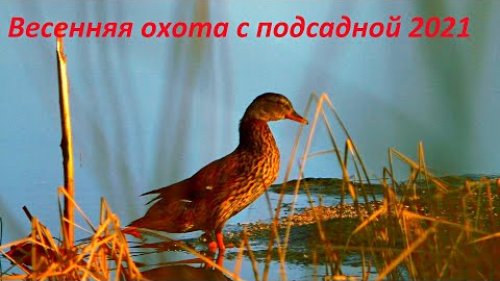 Открытие весенней охоты с подсадной!!! Селезни Атакуют  / MAX HUNTER