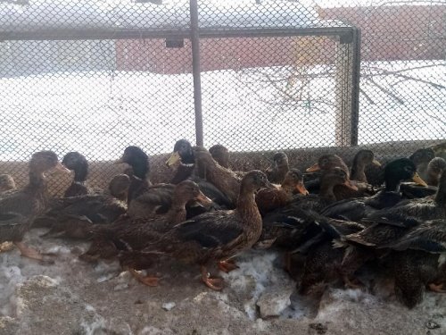 Три недели до открытия-подсадные в форме.
