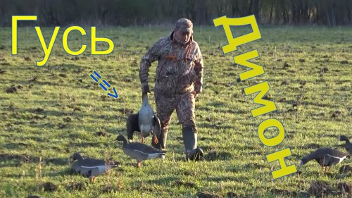 Охота на гуся 8 мая 2021