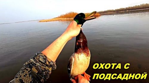 Селезень- Монстр!!! Весенняя охота с подсадной!!! День третий / MAX HUNTER
