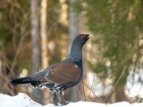 Глухарь.