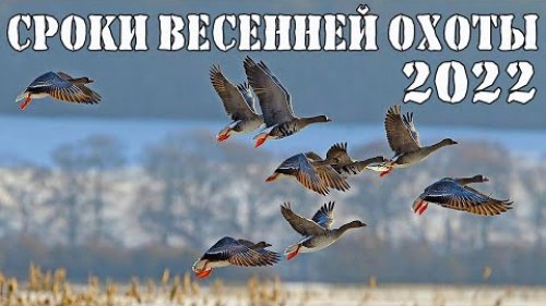 Сроки весенней охоты 2022