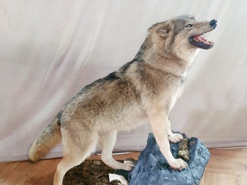 Альфа
