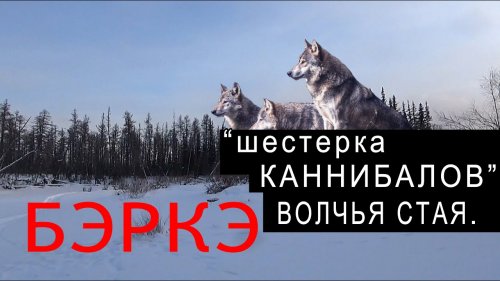 "ШЕСТЕРКА КАННИБАЛОВ". ВОЛЧЬЯ СТАЯ. Заметки БЭРКЭ.