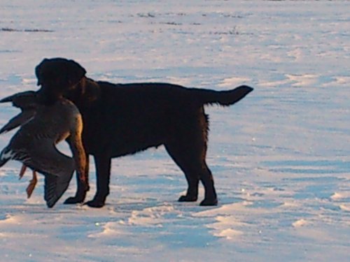 Ждем