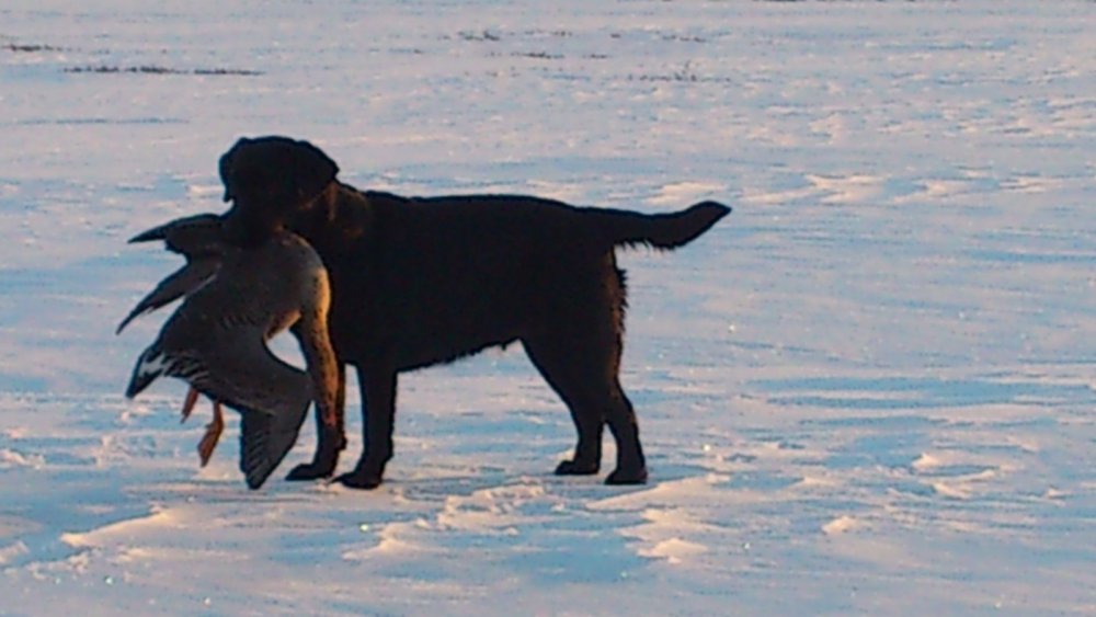 Ждем
