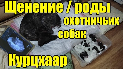 Первые роды охотничьей собаки.  Курцхаар.