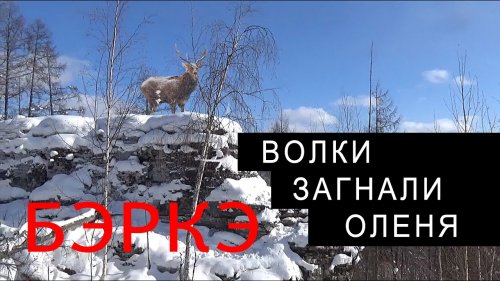 ВОЛЧЬЕ ЛОГОВО. ЗАДРАЛИ ОЛЕНЯ. СТАЯ.