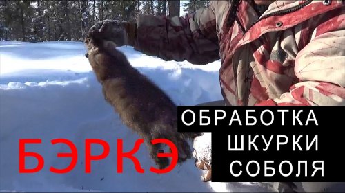 ПОЛЕВАЯ ОБРАБОТКА ШКУРКИ СОБОЛЯ.