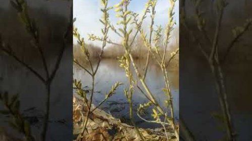 работа подсадной утки весной