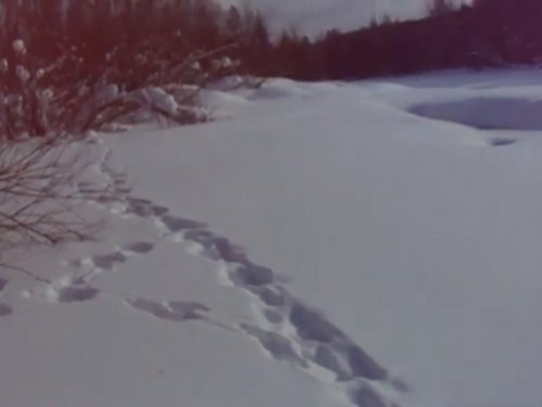 В краю непуганых топтыгиных.