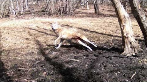 Новый солонец  Волк и три поросенка  Свиньи гоняют косуль