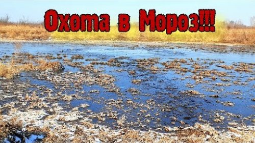 Открытие Охоты/Весна 2022/Два рогоча вышли к скрадку/