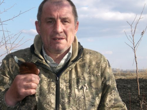 красноголовик