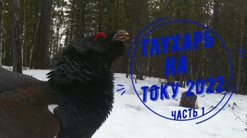 Глухарь на току 2022. Часть 1.