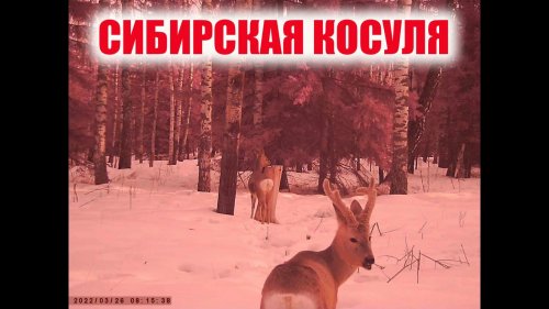 СИБИРСКАЯ КОСУЛЯ кадры с фотоловушки