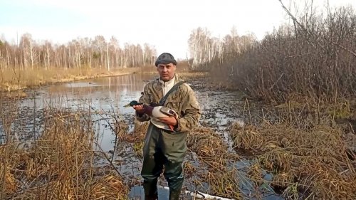 Классика охоты с подсадной .