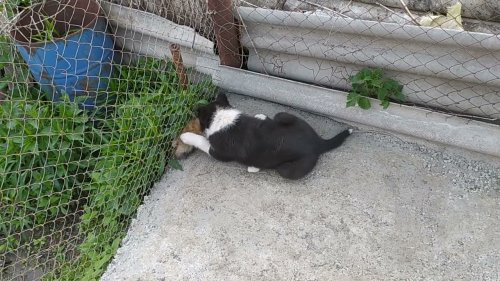 Русско-европейская лайка. Приучаю Кюну к зверю. Один вольер готов.