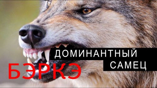 ПОПАЛСЯ ДОМИНАНТНЫЙ САМЕЦ! ВЕС ВОЛКА ДОХОДИТ ДО 65 КГ!
