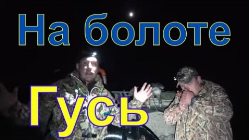 Охота на гуся на болотах Вологодчины