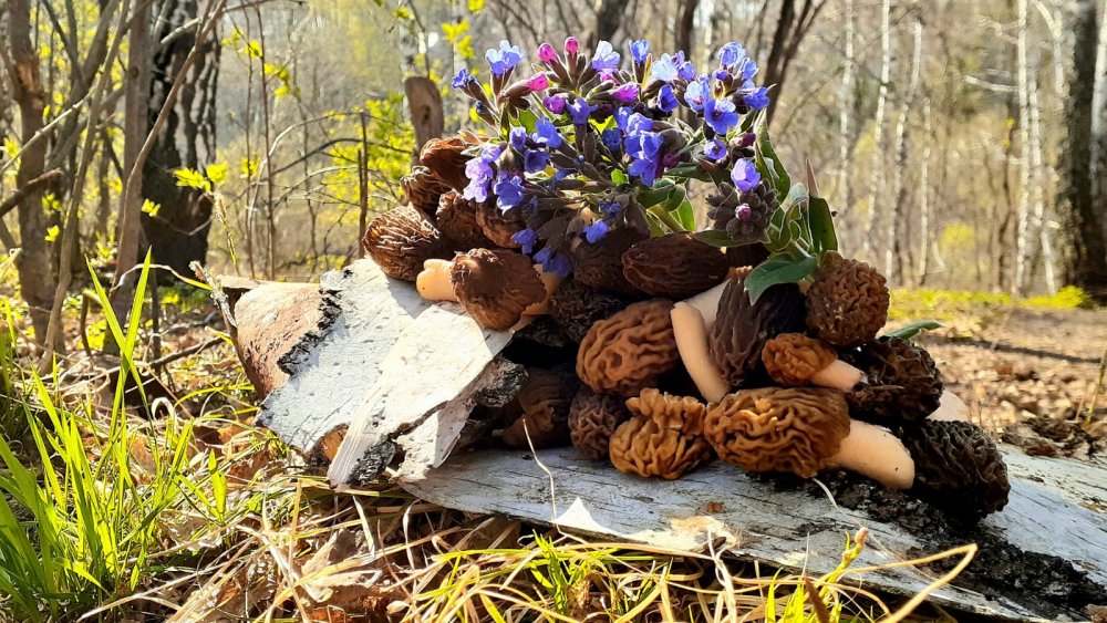 Первые грибочки сезона....