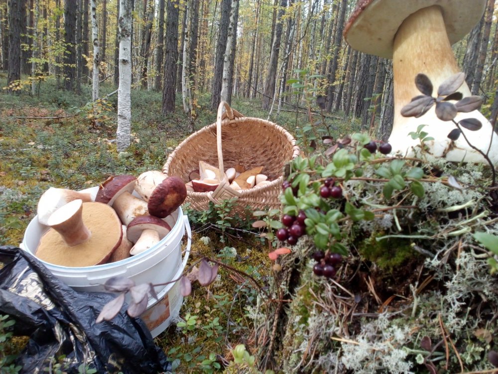 В осеннем лесу.
