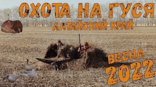 Весенняя охота на гуся / Алтайский край / Охота одного дня
