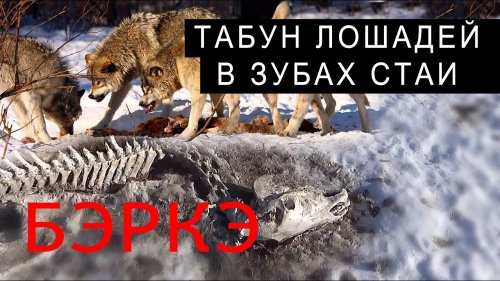 КОМАНДИРОВКА ЗА ВОЛКАМИ. ТАБУН ЛОЩАДЕЙ В ЗУБАХ СТАИ.