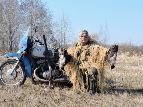 Серые вороны.