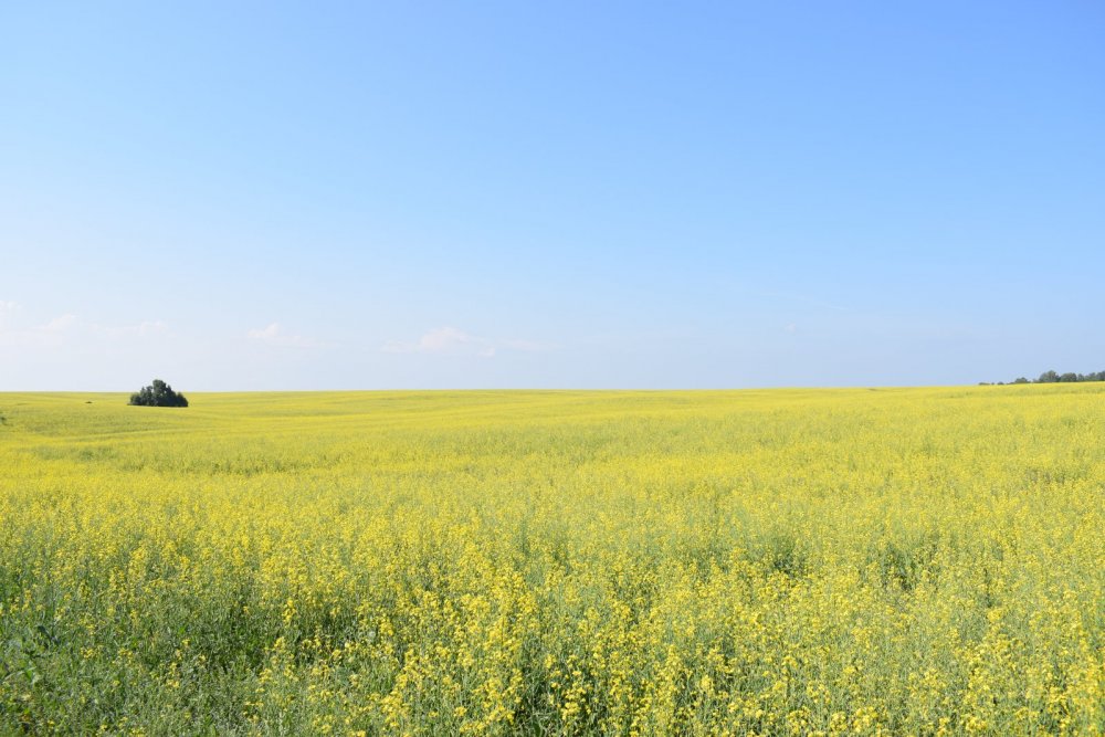 Вот такие нынче виды))))