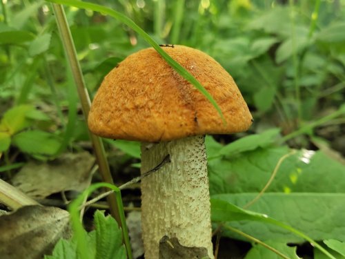 Красноголовик