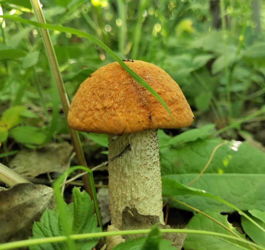 Красноголовик