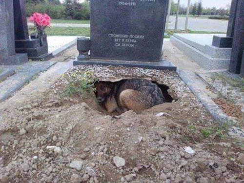 Человек и Собака