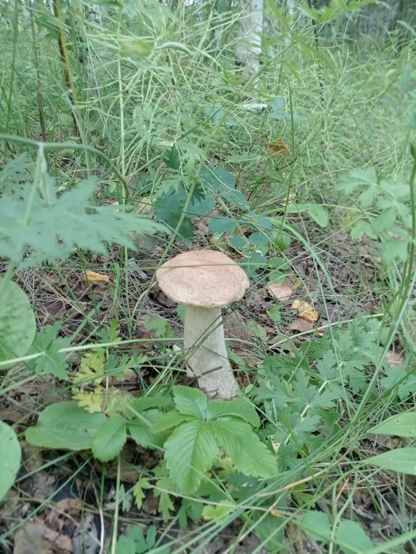 Красавчик)))