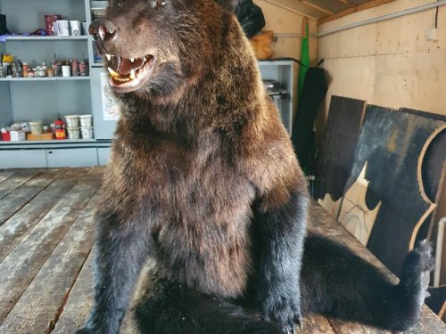 Чучело мишки в сидячей позе.