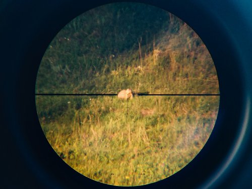 Охота на сурка с 22lr и 308win на дистанциях от 70 до 616 метров