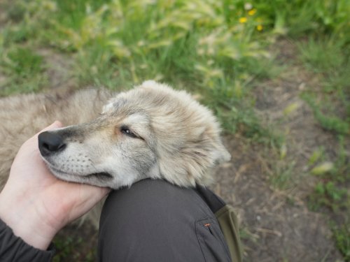 ЗСЛ молодой сорванец