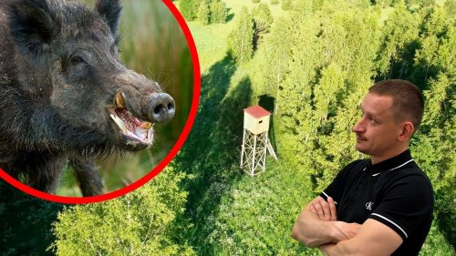 ???? ОХОТА на КАБАНА ???? Охота на секача с вышки ???? Что НЕЛЬЗЯ делать на охоте? ????Правила охоты на каба
