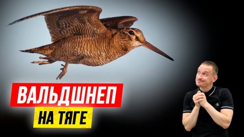 ВАЛЬДШНЕП на тяге весной 2022 | Весенняя охота