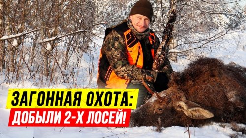 Загон на ЛОСЯ????  Взяли бычка и телка на загонной охоте! Загонная ОХОТА на лося!