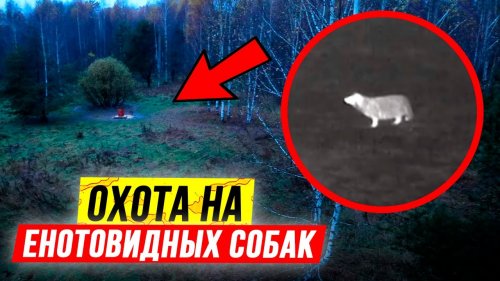 Охота на енотовидных собак | Ночная охота с вышки