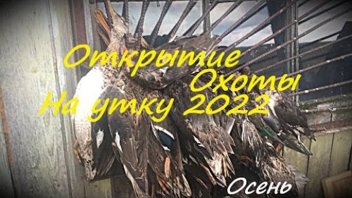 Осеннее открытие охоты на утку 2022.
