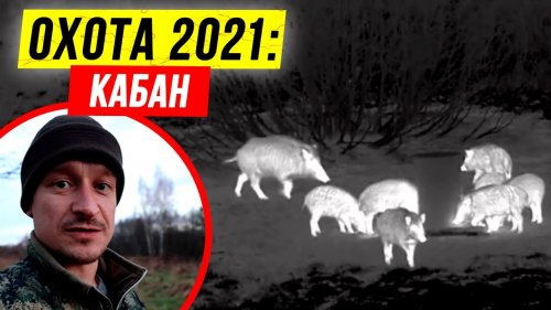 ???? Осенняя охота на кабана 2021. ???? Енотовидные собаки. Закрыл лицензию