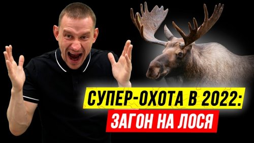 ЗАГОН на ЛОСЯ! ???? Удачная загонная охота на лося 2022