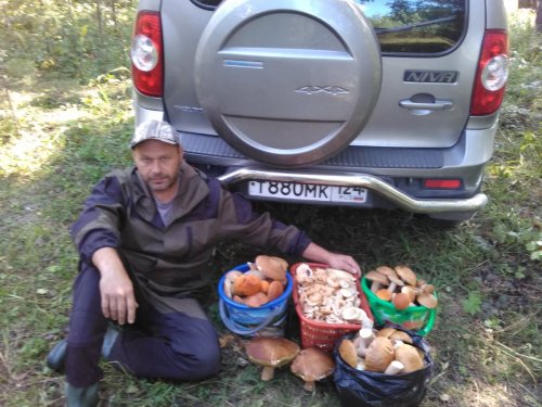 Белые вторая волна + опята пошли.