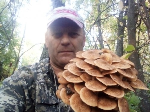 Пошли опята