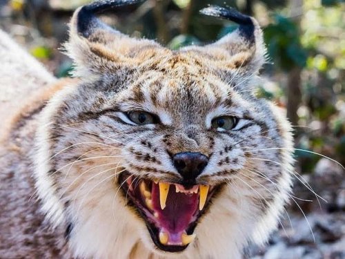 В Омской области охотники смогут официально охотиться на рысь